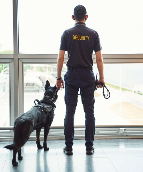 Back view of male security worker with Black Norwegian Elkhound dog looking out the window at airport